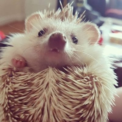 closeup image of a hedgehog