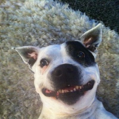 A funny picture of a staffordshire bull terrier smiling